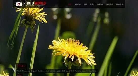 12 Best Photography Portfolio WordPress Themes for Photographers SKT Image Collection - Photography Portfolio WordPress Theme